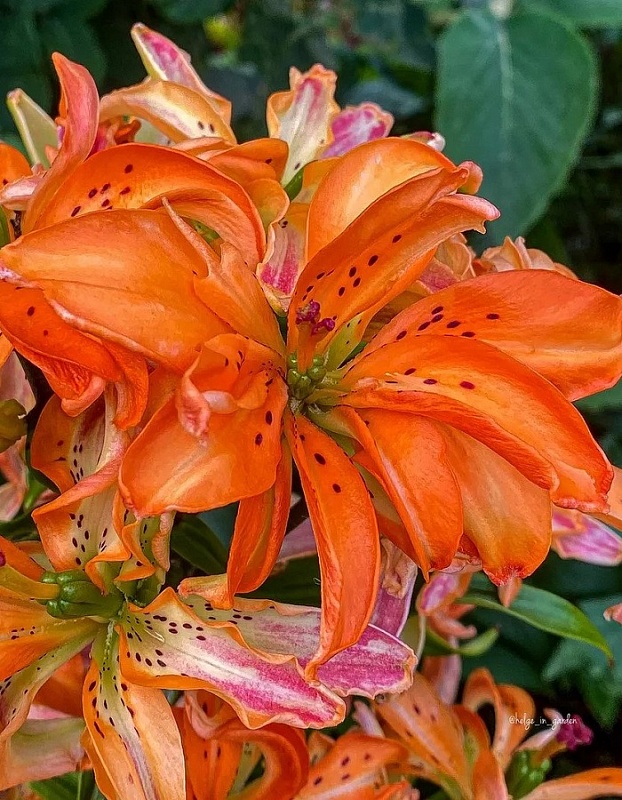 Лилия Маст Си 